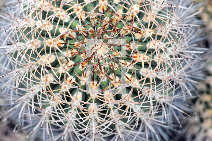 Barrel Cactus 