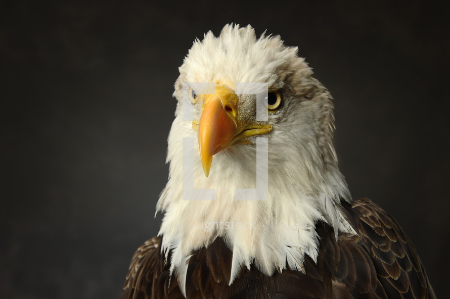 Face of a bald eagle.