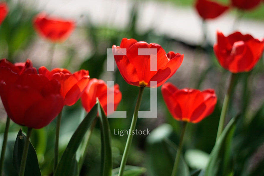 red tulips in a garden 