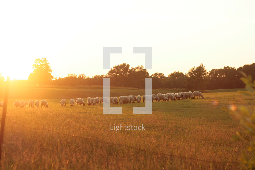 sheep grazing under sunlight at sunset 