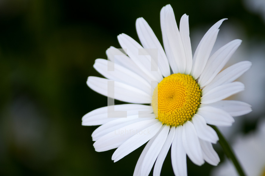 white daisy flower 