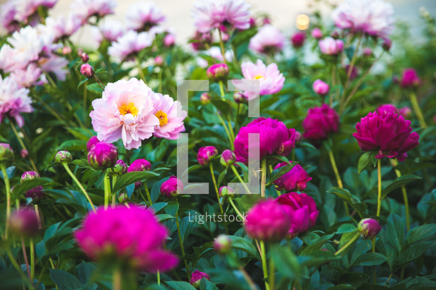 pink and fuchsia flowers in a flower garden 
