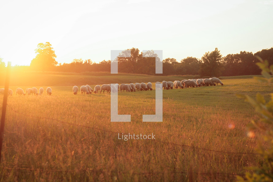 sheep grazing in a field at sunset 