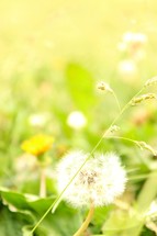 dandelion in a field 