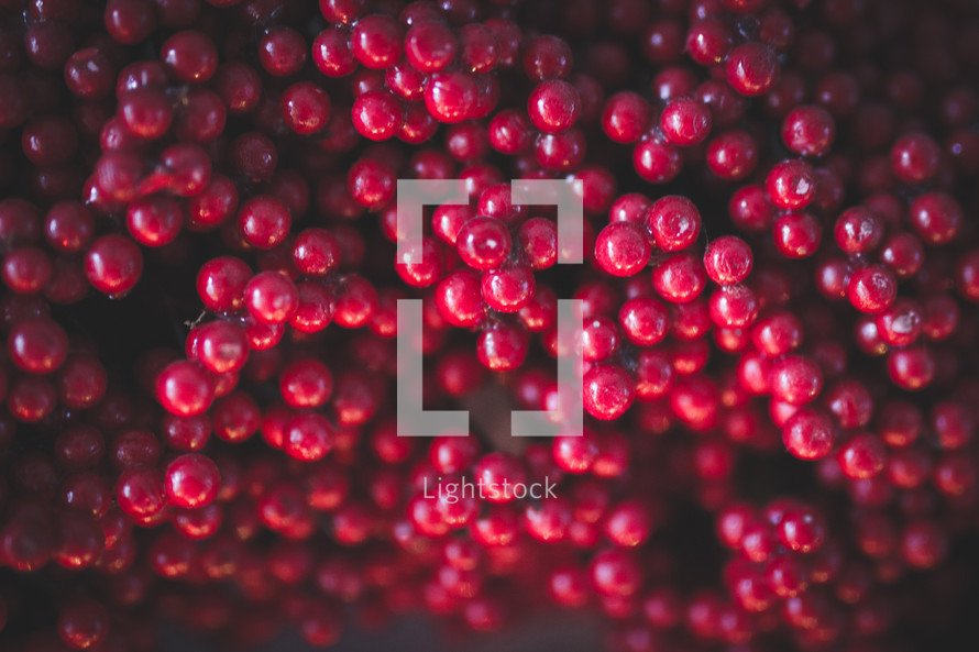 red berries background 
