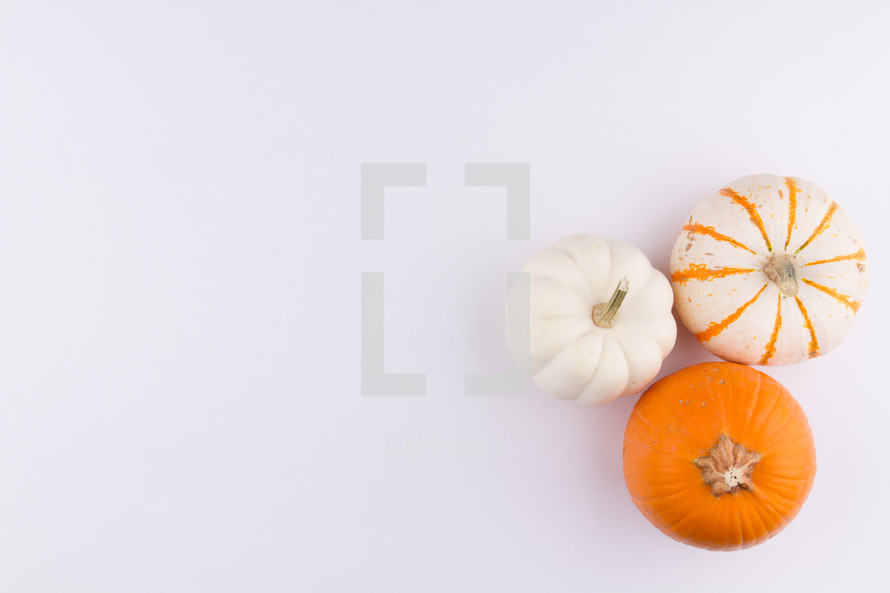 three pumpkins on a white background 