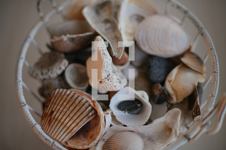 a basket of seashells 