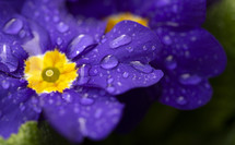 wet purple flowers 