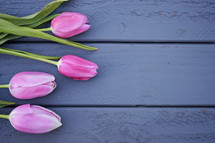 pink tulips on blue wood boards 