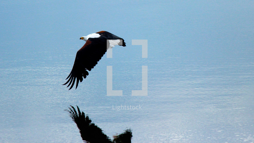 soaring bald eagle 