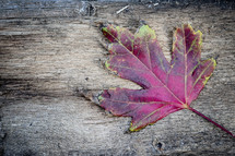 one fall leaf on wood background 