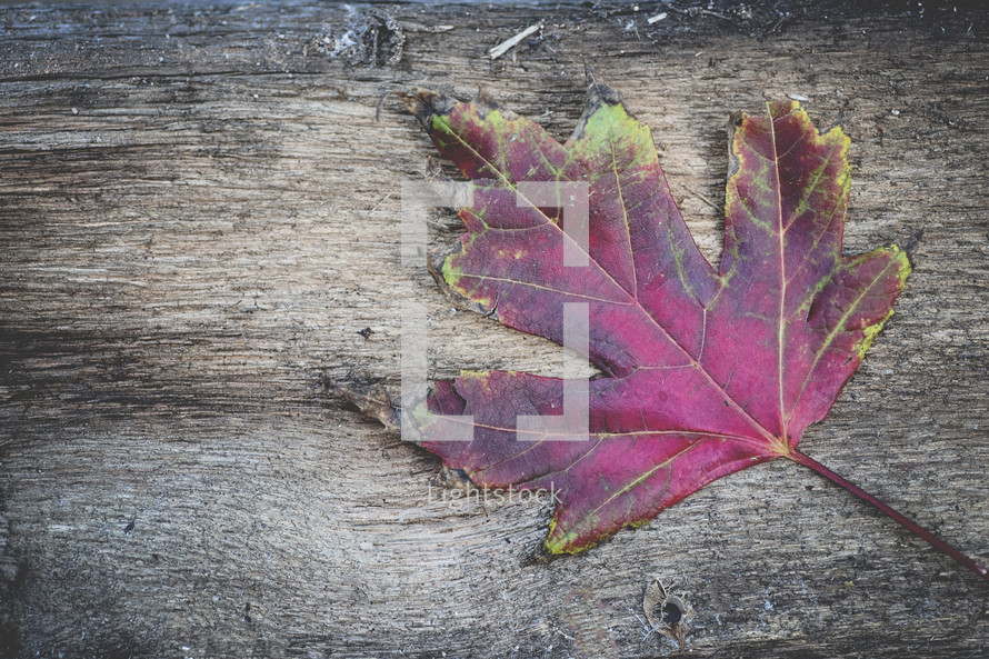 red fall leaf on wood background 