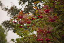 red berries on a fall tree 