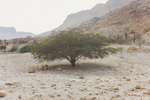 desert landscape in Israel 