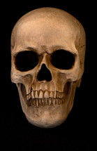 Skull on a black background 