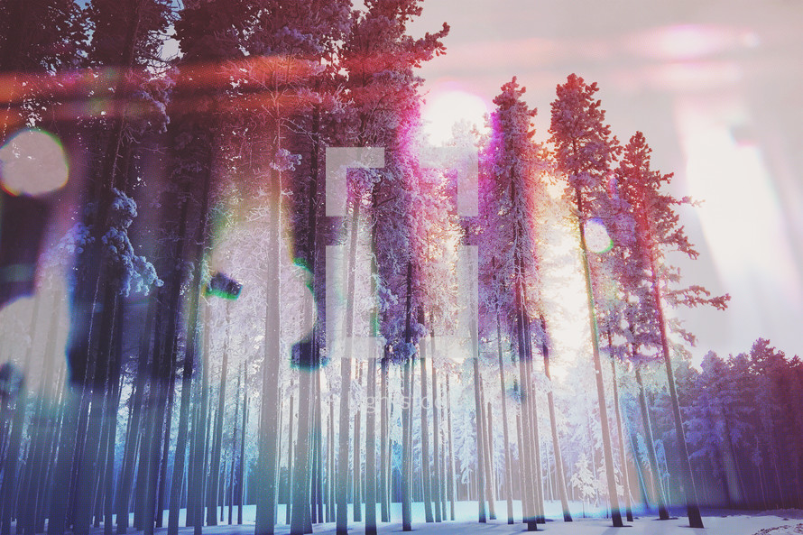 double exposure of keyboard and glorious cypress trees in winter