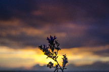 Silhouette of a plant under the sky at dusk.