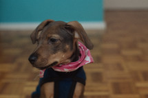small dog with a bandana 