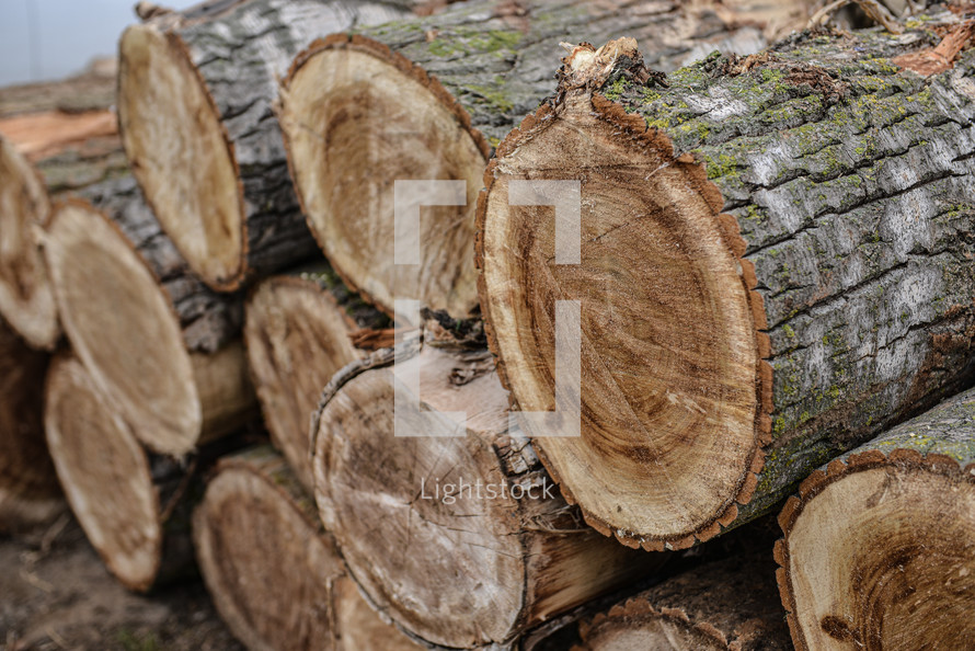 Wooden natural cut logs textured background, in a park