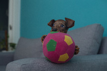 small dog with a toy 