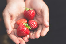 cupped hands holding strawberries 