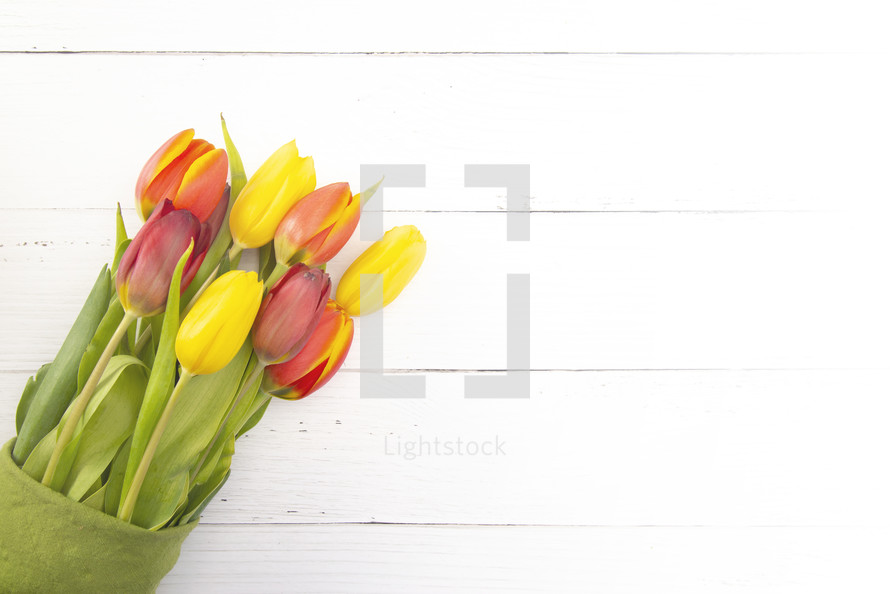 red and yellow spring tulips on white 