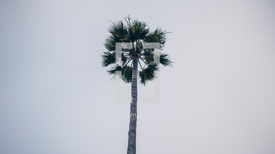tall palm tree 