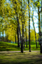 new spring leaves in a park 