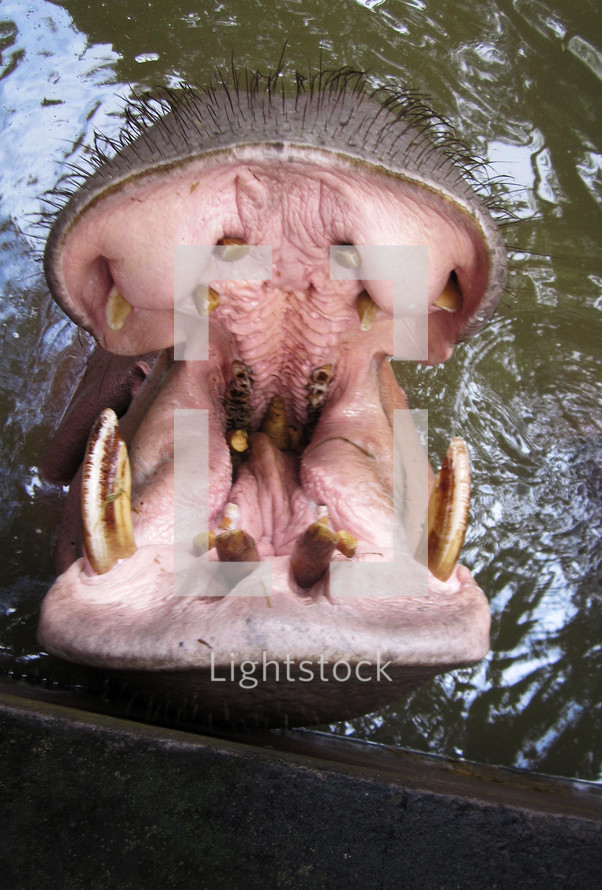 hippo mouth 