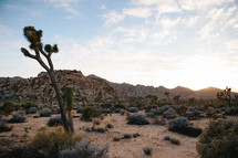 a desert landscape 