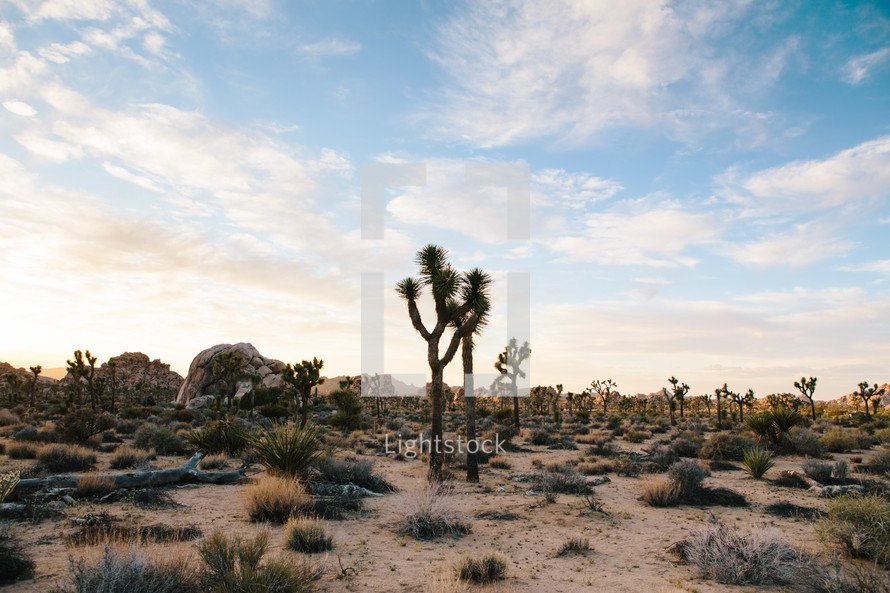 a desert landscape 