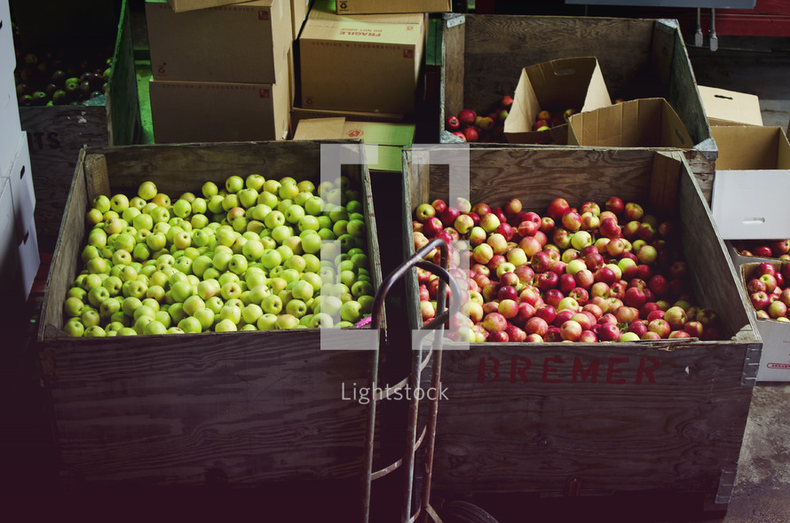 Crates of apples.