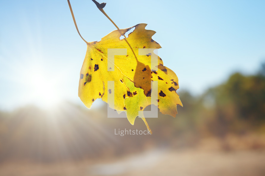 yellow fall leaf and sunburst 