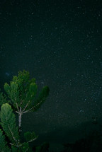 pine tree and stars in the night sky 