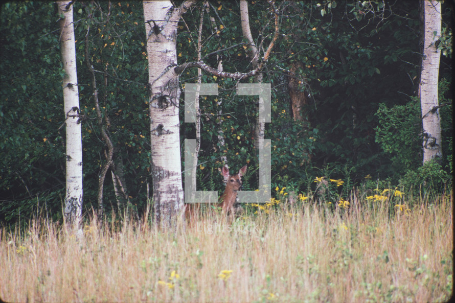 deer in a forest 
