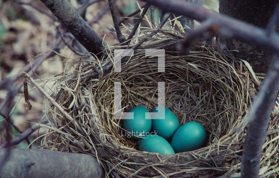 Four blue eggs in an American Robin nest