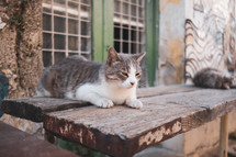 cats resting outdoors 