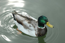 mallard duck floating on the water 