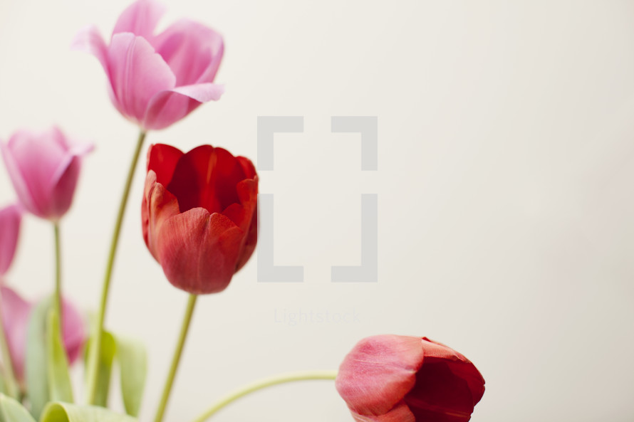 pink and red tulips against a white background 