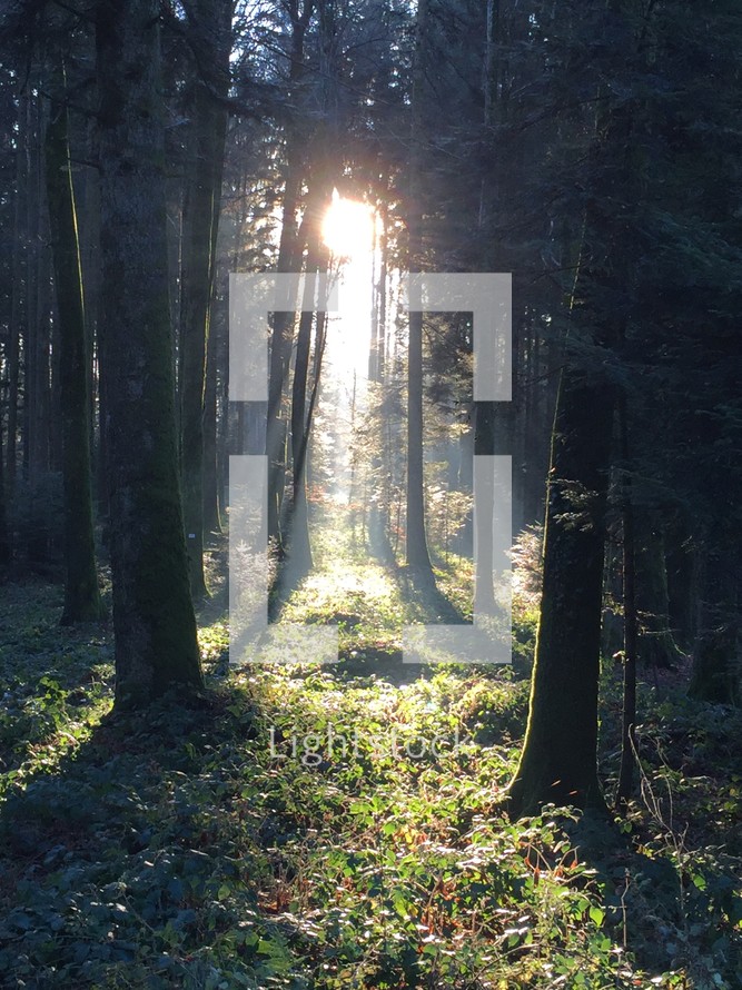 sunlight shining into a forest 
