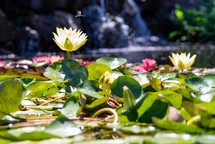 water lilies 