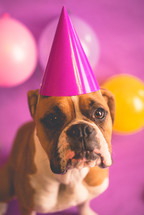 a boxer in a party hat 