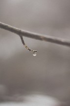 water droplet on a branch