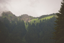 pine trees on a green mountain slope 
