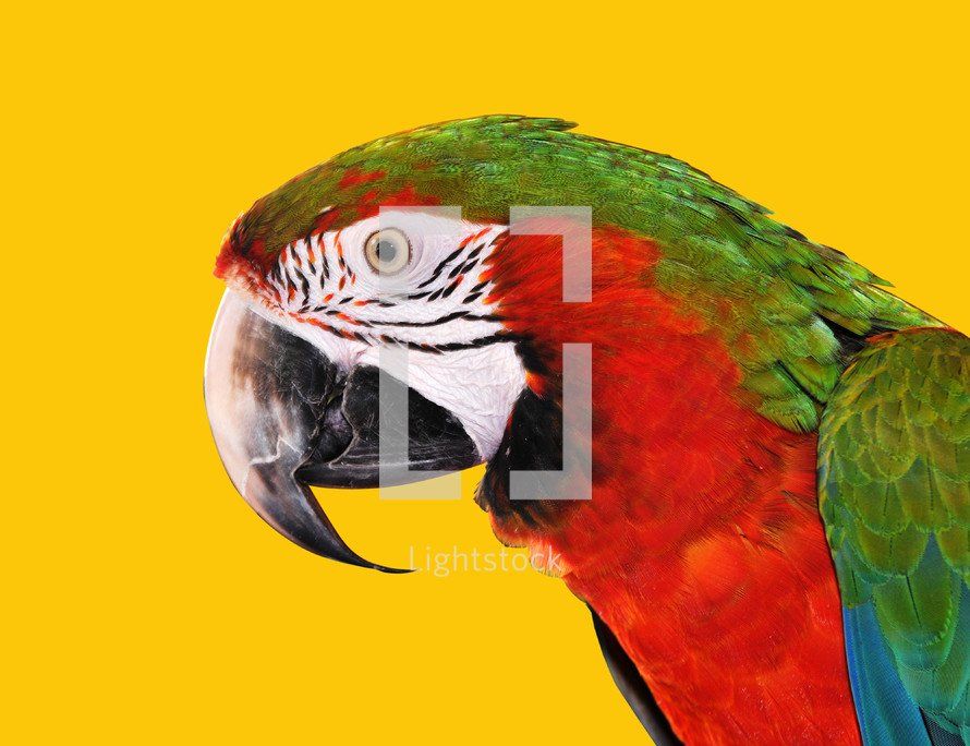 Colorful parrot.