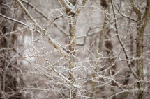 ice on branches in a forest 