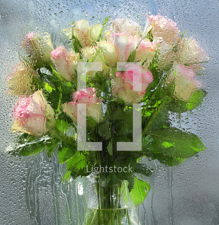 pink roses behind wet glass