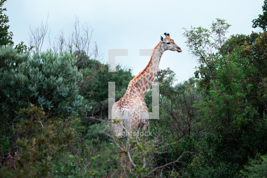 tall giraffe 