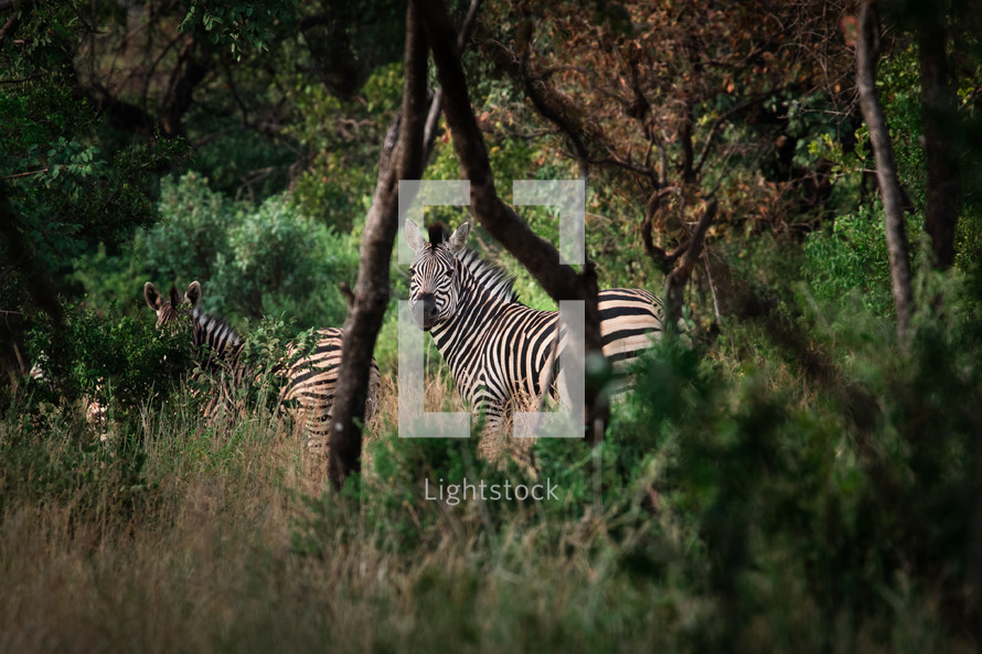 zebras in Africa 