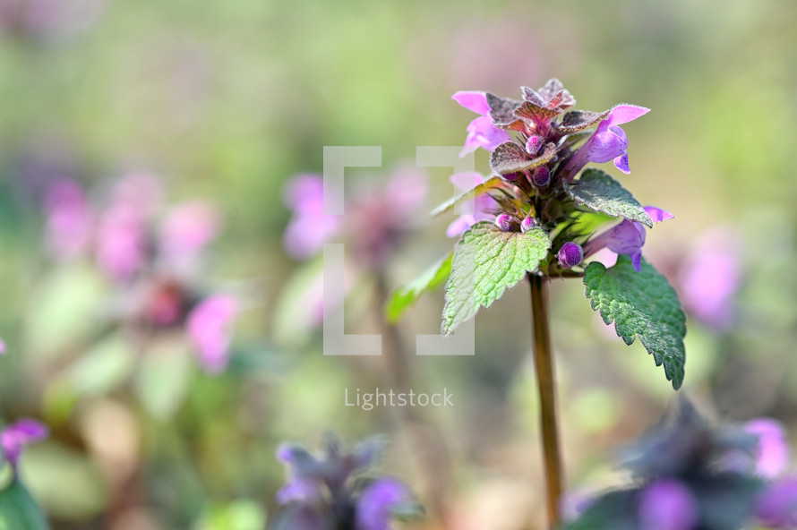The Spotted Dead-Nettle Lamium Maculatum Blooming In Spring